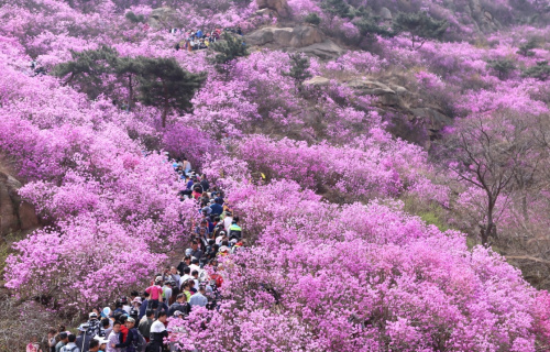 4月5日，游客在山东青岛大珠山上观赏盛开的野生杜鹃花。近日，山东青岛大珠山万亩野生杜鹃进入盛花期，漫山遍野的杜鹃花吸引大批游客前往踏青赏花，尽享春光。新华社发（梁孝鹏 摄）