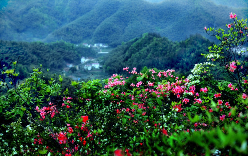 4月10日拍摄的霍山县屋脊山景色。新华社记者 陶明 摄