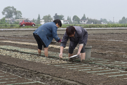 4月13日，和兴镇国防村农民在培育水稻种子。随着小麦收获期临近，四川省广汉市和兴镇的农民开始为水稻的备耕备种忙碌。和兴镇农业种植面积达12000亩，是四川省优质水稻种植示范基地。